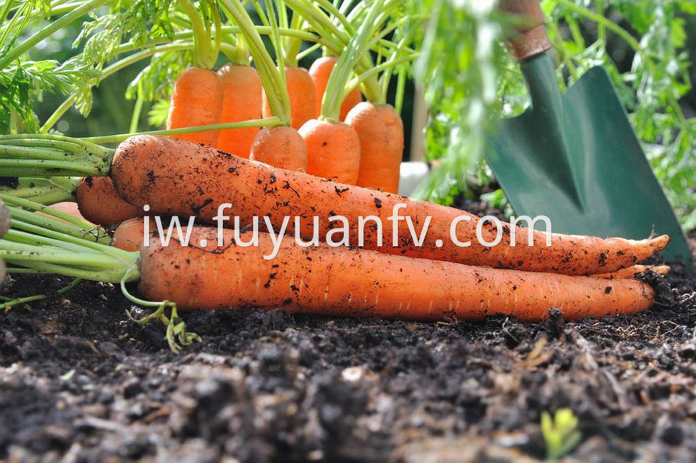 Carrot 6